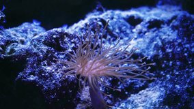 Marine life in the Coral Garden. Underwater tropical colorful seascape with soft and hard corals. Underwater fish reef marine. Tropical colorful underwater seascape. Coral reef scene. Seascape of a