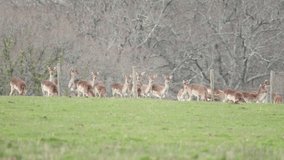 Deer in the New Forest clip 12