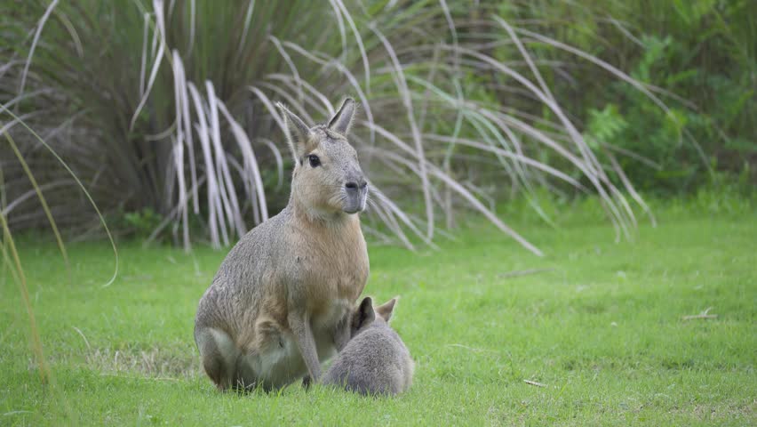 A female Patagonian Mara or Cavy (Dolichotis patagonum) with young found in the stepp plains of Patagonia, South America. Locked shot