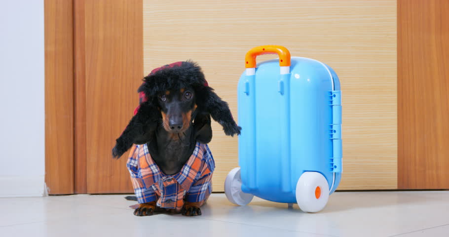 Cute dachshund puppy in fur hat with earflaps is impatiently waiting for owner, sitting by luggage on wheels at door, low-angle front view. Packing for a trip with pet.