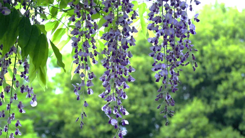 Wisteria flowers in full bloom swaying in the wind