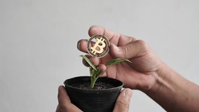 Hand holding Bitcoin cins and pot  small plants. The growth of the Bct coin Concept. - Powered by Shutterstock - Get 15% off with code: PIKWIZARD15