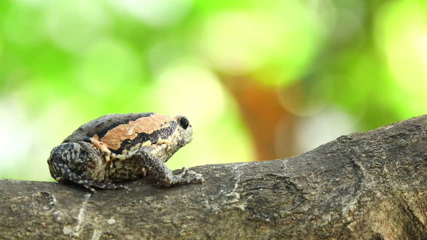 Close-up bullfrog eating ant on a tree