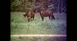 Horses graze on green field in sunny summer. Brown horse herd eat green grass pasture, meadow. Beautiful wild landscape. Animal farming. Vintage color film. Travel family archive. Retro archival video