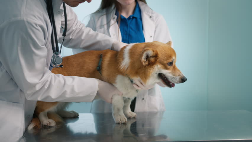 Smiling fluffy pet dog feeling good after veterinary treatment.Slow motion excellent vet service concept. Portrait of adorable cute welsh Corgi breed dog sitting on table in vet clinic cabinet indoors Royalty-Free Stock Footage #1103070287
