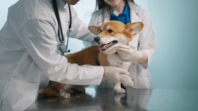 Smiling fluffy pet dog feeling good after veterinary treatment.Slow motion excellent vet service concept. Portrait of adorable cute welsh Corgi breed dog sitting on table in vet clinic cabinet indoors - Powered by Shutterstock - Get 15% off with code: PIKWIZARD15