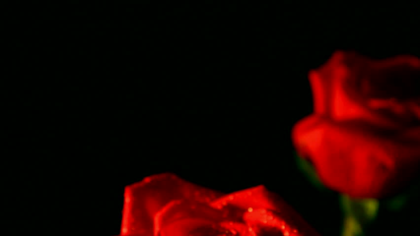 close-up view on red rose with water drops, shallow DOF