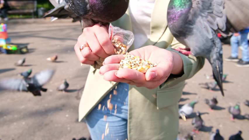 Close-up of feeding wild pigeons with hands on the sidewalk in the park. Flock of doves on the town square. High quality 4k footage