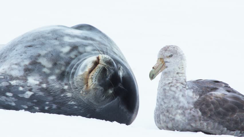 Arctic, Antarctica, Animal, Weddell Seal, Close up, Polar, Climate Change, Global Warming, Landscape, Ocean, Wildlife, Beach, Slow Motion, Walking, Giant, Bird, Giant Petrel, Bird, Snow, Sleeping.