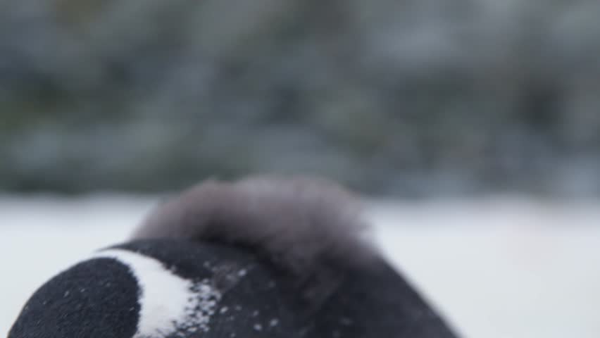 Arctic, Antarctica, Polar, Penguin, Climate Change, Global Warming, Penguins, Close up, Mountain Range, Snow, Ice, Glacier, Animals, Wildlife, Birds, Gentoo Penguin, Chick, Baby. 