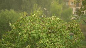 it's raining. real time video. the rain is pouring on the green tree. the wind is blowing strongly. High quality Full HD video recording
