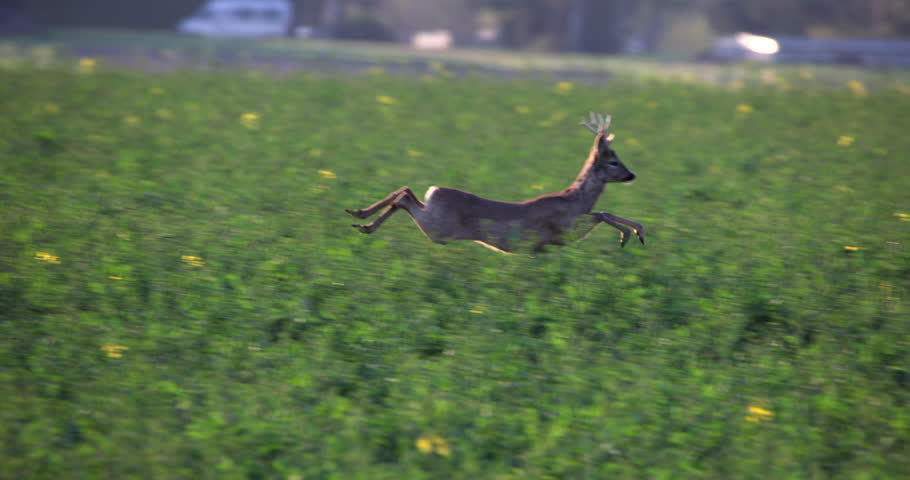 Majestic Breathtaking run fast and jump of a Roe Deer Buck Capreolus Capreolus hoofed animal from a field of rape through the meadow lawn slow motion. Perfect Wildlife Royalty-Free Stock Footage #1103076623