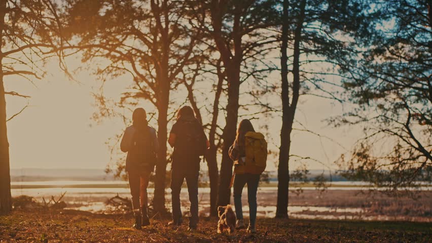 Hike group walk forest park. teamwork journey travel concept. group of tourists in forest rear view with backpacks at sunset in the park lifestyle. hiker walk adventure business concept | Shutterstock HD Video #1103076643