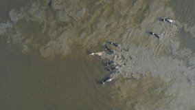High-angle video from a drone Taking photos of buffalo walking in a herd walking the river