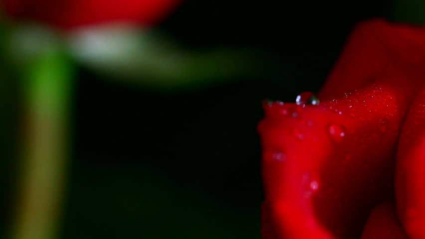 close-up view on red rose with water drops, shallow DOF