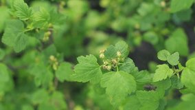 Video of black currant blossoms Ribes nigrum in spring April. Beautiful branch deciduous shrub with young green leaves, species of genus Currant of monotypic gooseberry family Grossulariaceae, closeup