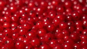 Close up view 4k stock video footage of fresh red currant berries isolated. Close-up top side view of many of fresh organic red currants spinning around slowly. Food video background