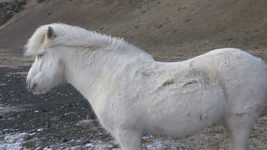 Icelandic horse standing on field in nature landscape with mountains. Portraits of an Icelandic horses, winter time, close-up. Icelandic endemic rural animals graze on the cold winter meadow.