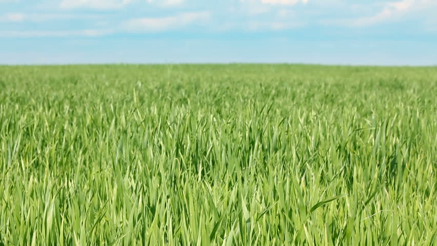 green field with wheat under blue sky