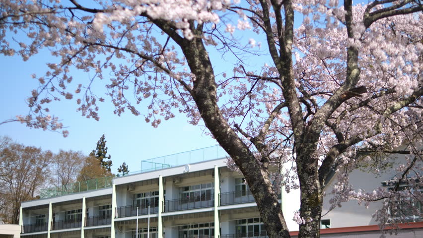 School and cherry blossoms time of admission and graduation, new life. Elementary school in Japan. Beautiful spring season Royalty-Free Stock Footage #1103093737