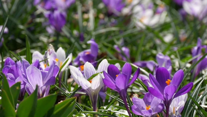 Early Flower видеозаписи