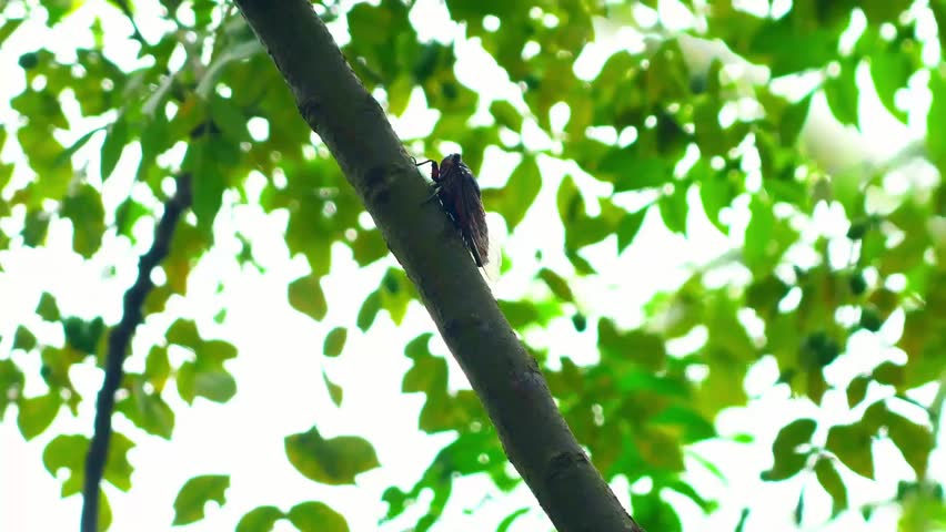 A cicada on a branch, depth of field | Shutterstock HD Video #1103104809