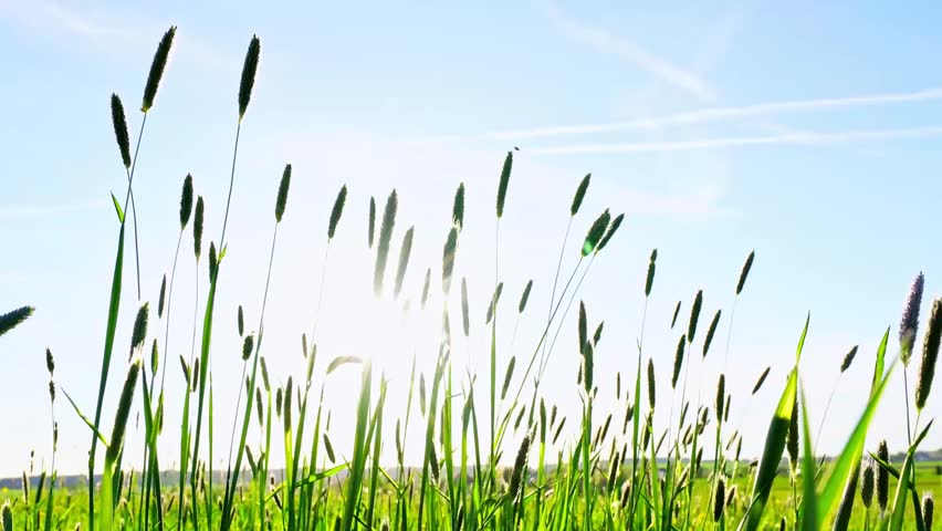Under the blue sky, green Setaria viridis swaying in the wind | Shutterstock HD Video #1103104835