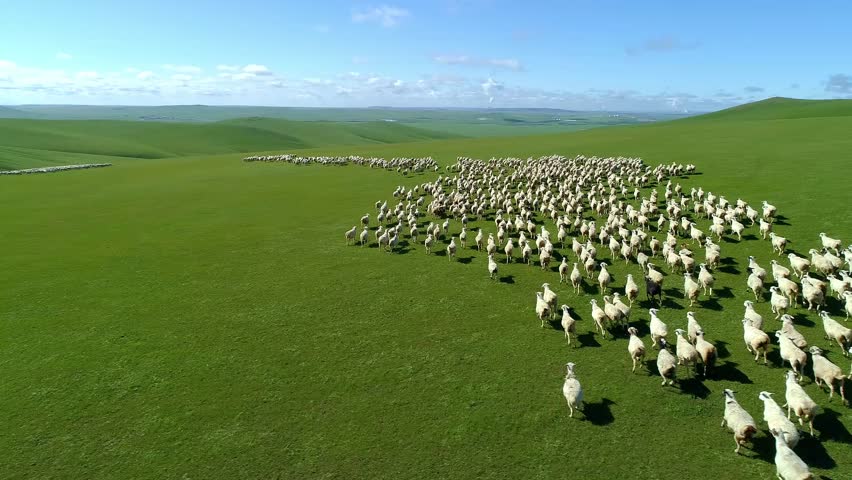 Aerial shot, a flock of sheep running forward on the Inner Mongolia prairie | Shutterstock HD Video #1103104879