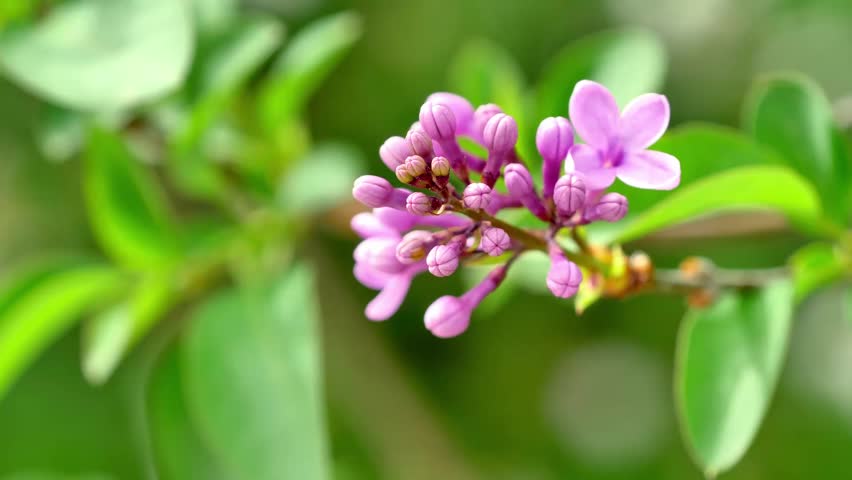 Close up shot of blooming lilacs | Shutterstock HD Video #1103104911