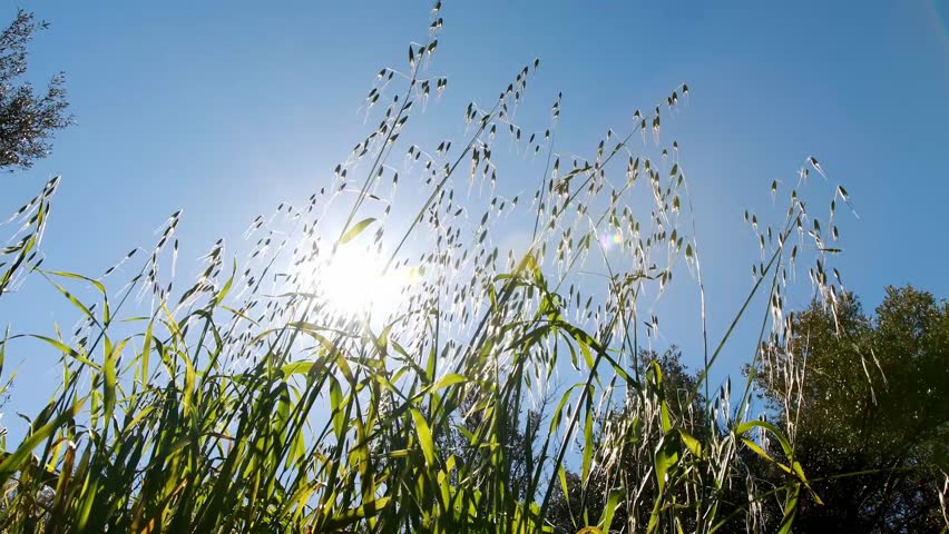 Low-angle shot, under the sun, the green oat seedlings are about to mature. | Shutterstock HD Video #1103104913
