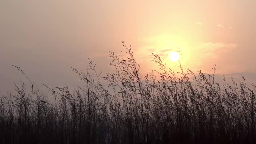 In autumn, withered grass in the sunset | Shutterstock HD Video #1103104921
