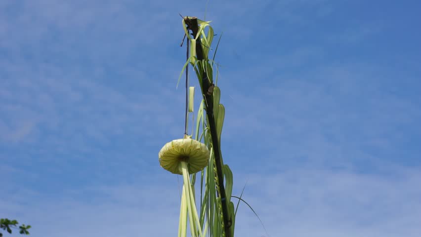 The art of coconut leaves is called penjor. Penjor functions as a decoration intended to beautify the event and in Bali functions as a means of ceremonial equipment that has sacred values