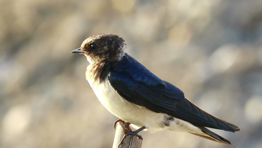 Swallow cleaning feather on tree stump