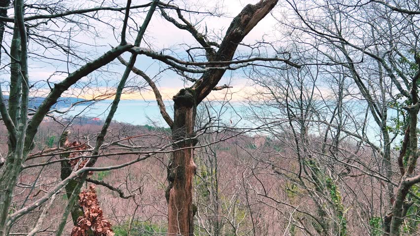 Panoramic view of the Black Sea coast from the mountain through the branches of a coniferous tree. View of the mountainous Black Sea coast through the green branches of pine trees.Sunset on the beach.