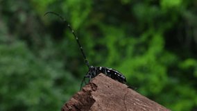 4K slow motion video of a longhorn beetle spreading its wings and flying away.