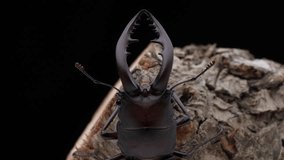A video in 4K resolution of a sawtooth stag beetle on a tree with a black background.