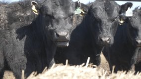This stock video shows black Angus bulls. This video will adorn your projects related to animal husbandry, breeding pedigreed cows, farming, pets.