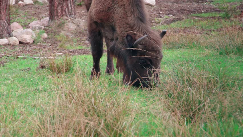animals and wildlife. European wild bull bison eats grass, grazes in the forest. bison european. 