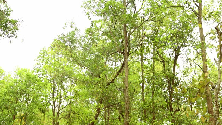 dense forest of Illambazar, Bopur., a Nature Video by pritam biswas 23491