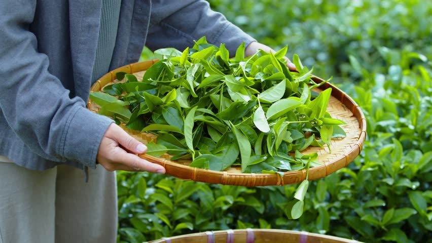 The farmer's hands are holding a flat winnowing basket full of freshly harvested green tea buds and pouring them into the basket. Green tea leaves are natural ingredients good for health Royalty-Free Stock Footage #1103119541