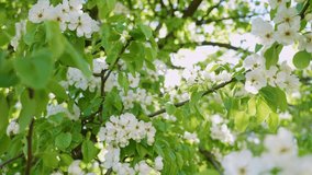 Closeup view slow motion 4k video footage of many branches of tree blooming with fluffy white flowers and fresh green leaves. Tree isolated on sunny sky background. Sun shines among spring foliage - Powered by Shutterstock - Get 15% off with code: PIKWIZARD15