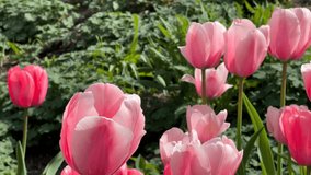 Beautifully blooming tulips in springtime. Stock video. 4K