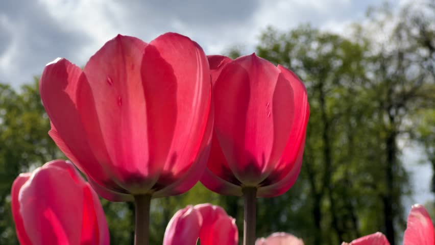 Cinematic 4K B roll footage of crimson tulip splendor with elegant red tulips dancing in spring breeze showcasing royal garden display of perfect blooms in natural lighting and copy space for creative visual content. Faceless b roll capturing vibrant floral scene creating joyful atmosphere with positive vibes, perfect background footage for digital media projects and text space messaging. Clean composition features the stunning flowers with minimalist style presentation highlighting golden hour light illuminating brilliant red petals and gentle swaying movement in lush botanical garden setting. High resolution cinematic footage showcases magnificent springtime beauty with soft focus depth and romantic seasonal ambiance, ideal commercial background for advertising campaigns, marketing materials, branding content, social media posts, websites, presentations, corporate projects and storytelling visuals celebrating modern lifestyle and nature's elegant splendor themes.