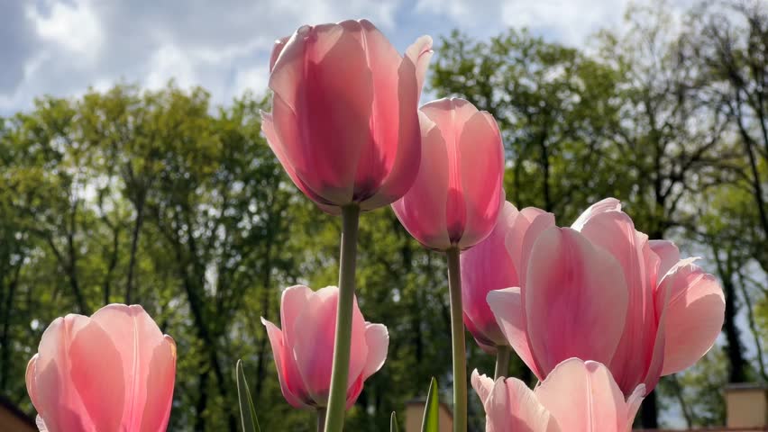 Crimson tulip splendor cinematic 4K B roll footage captures elegant pink tulips dancing in spring breeze with royal garden display of perfect blooms in natural light showcasing vibrant floral beauty. This faceless b roll highlights stunning tulip arrangement with clean composition and natural lighting emphasizing brilliant pink petals and graceful swaying. The minimalist style background footage features gentle movement as spring breeze animates flowers creating enchanting atmosphere perfect for storytelling visuals about spring beauty, garden elegance, floral perfection, and seasonal magnificence themes. Commercial background with generous copy space ideal for text overlay in advertising campaigns, marketing materials, branding projects, social media content, garden websites, corporate presentations, and seasonal promotions. High resolution cinematic footage of pink tulips delivers modern lifestyle aesthetic with refined ambiance suitable for garden centers, floral design marketing, spring campaigns, botanical content, and elegant visual storytelling