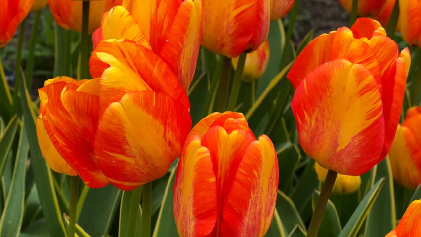 Tulip paradise unveiled cinematic 4K B roll footage captures mesmerizing fields of fiery tulips dancing in golden light showcasing nature's perfect color symphony in full spring glory. This faceless b roll highlights vibrant floral landscape with clean composition and natural lighting emphasizing brilliant red and orange blooms in vast garden expanse. The minimalist style background footage features graceful movement as tulips sway creating spectacular atmosphere perfect for storytelling visuals about spring beauty, floral magnificence, garden paradise, and seasonal wonder themes. Commercial background with generous copy space ideal for text overlay in advertising campaigns, marketing materials, branding projects, social media content, travel websites, corporate presentations, and seasonal promotions. High resolution cinematic footage of tulip fields delivers modern lifestyle aesthetic with breathtaking ambiance suitable for tourism marketing, floral design content, spring campaigns, botanical gardens promotion, and stunning visual storytelling.