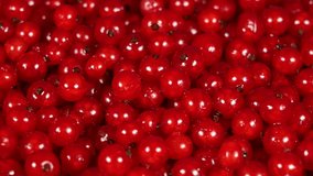 Closeup view 4k stock video footage of fresh red currant berries isolated. Organic red currants