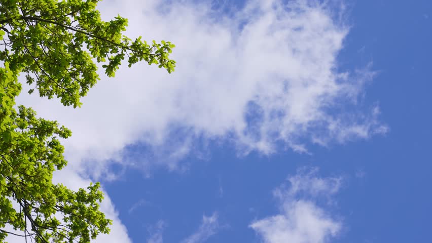 Natural organic 4k video frame made by branches of tree with fresh green spring leaves isolated on clear sunny blue sky with running fast huge white clouds. Tree and clouds blown by strong wind Royalty-Free Stock Footage #1103124973