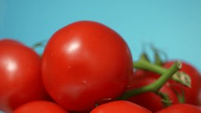 Closeup view 4k video footage of green branch with many red tomatoes spinning around isolated on light blue wall background