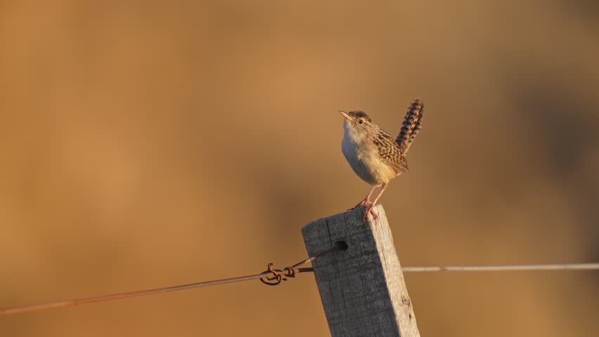 Slow motion shot of a Grass Wren on a fence post chirping and calling out