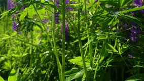 Beautiful floral natural green and purple video landscape. Closeup view 4k video footage of sunny morning countryside blooming lupine flowers growing outside on countryside meadow in Ukraine